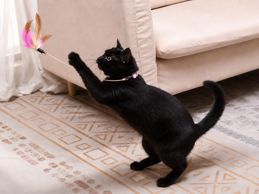 Unleash Endless Feather Fun for Indoor Cats
