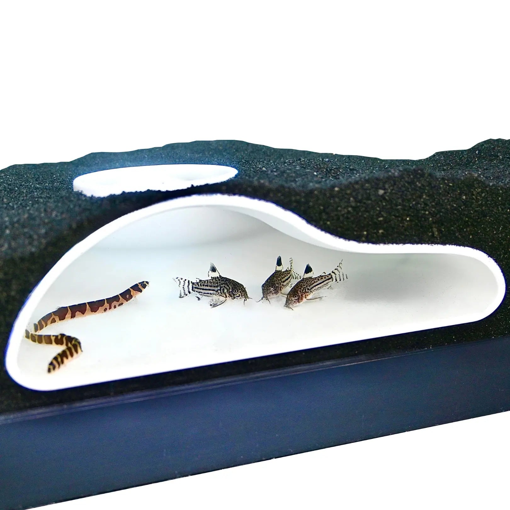 Natural Curve Aquarium Underground Tunnel Cave - Perfect Hideout for Fish & Shrimp, Ideal for Corydora Catfish, Kuhli Loach, Clown Loach, and Pleco