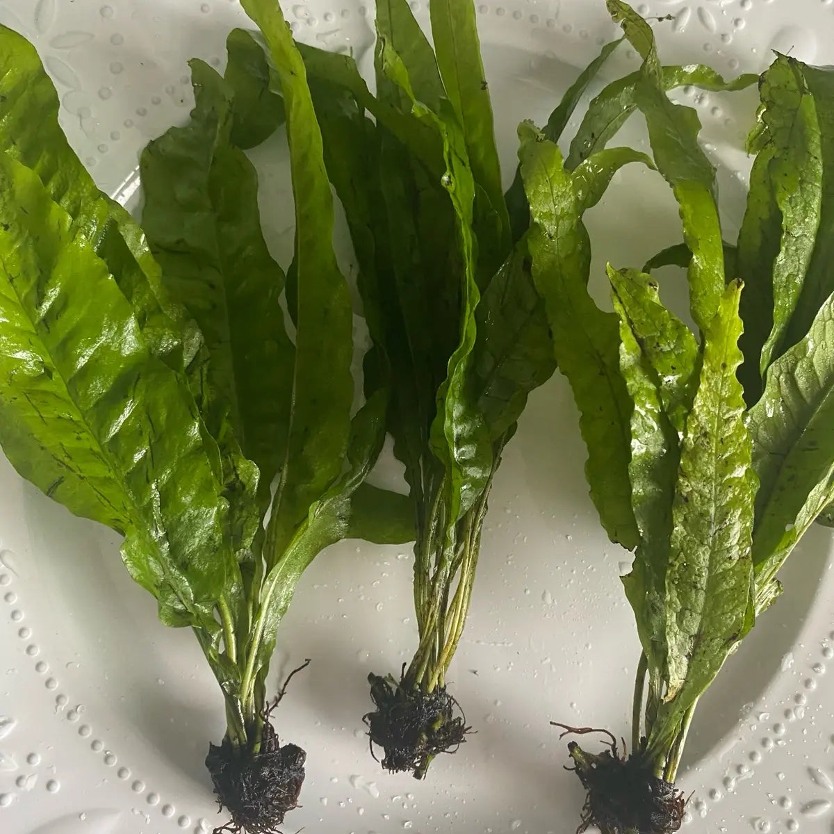 Java Fern - Perfect Low Light Plant for Fish Tanks - Beginner-Friendly & Ideal for Bettas, Goldfish, and Cichlids