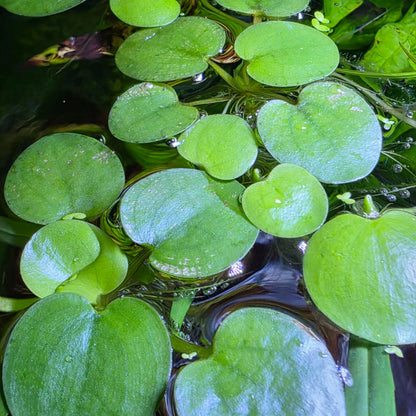 Tofu's Tanks Frogbit - Lush Live Floating Aquarium Plant for a Thriving Aquatic Habitat