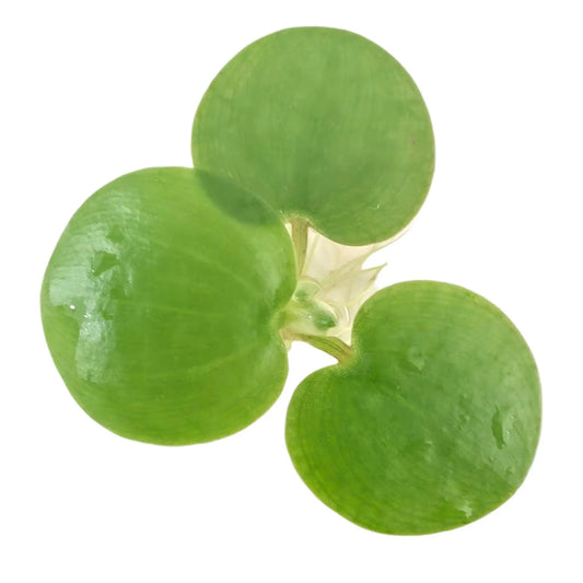 Tofu's Tanks Frogbit - Lush Live Floating Aquarium Plant for a Thriving Aquatic Habitat