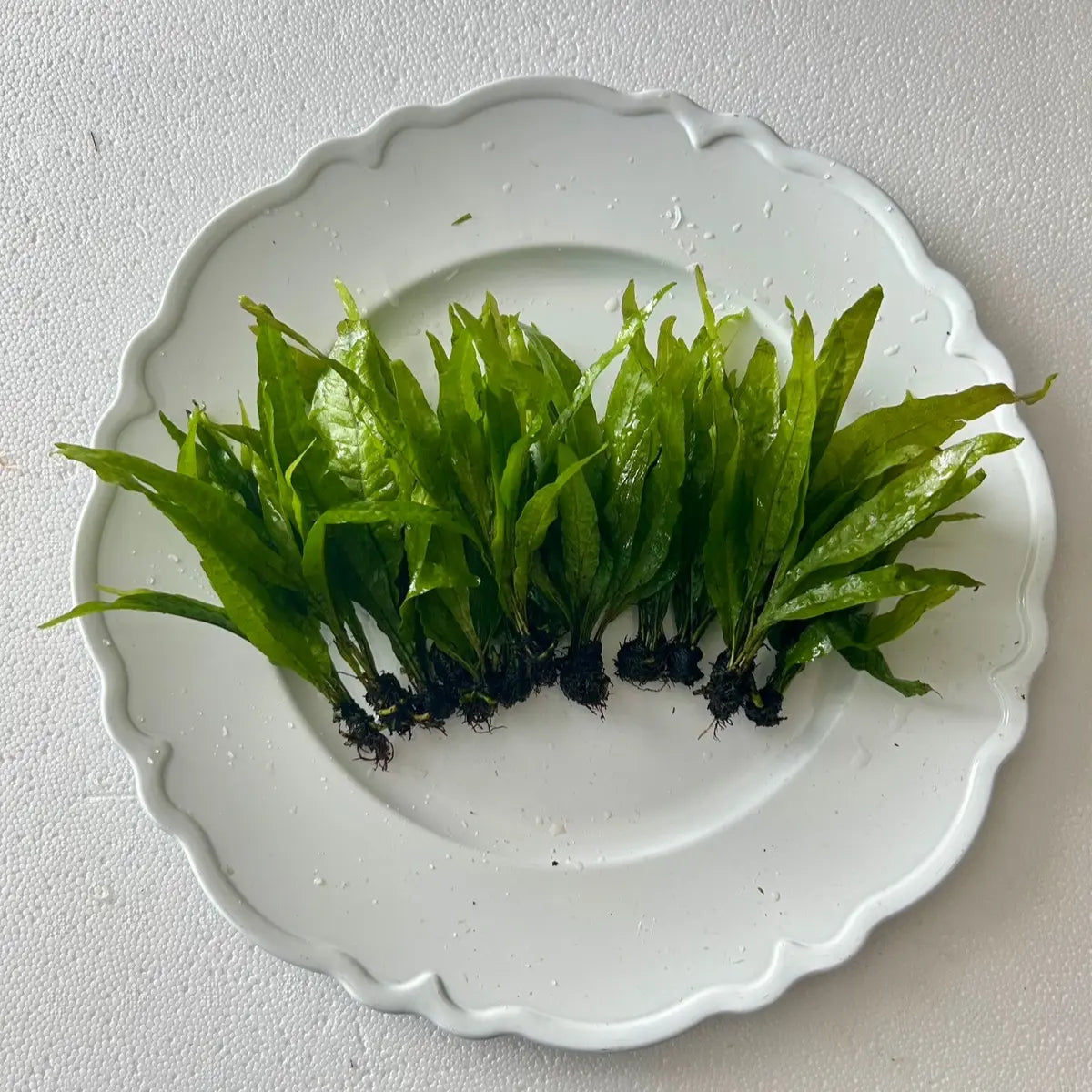 Java Fern - Perfect Low Light Plant for Fish Tanks - Beginner-Friendly & Ideal for Bettas, Goldfish, and Cichlids