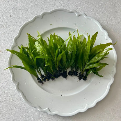 Java Fern - Perfect Low Light Plant for Fish Tanks - Beginner-Friendly & Ideal for Bettas, Goldfish, and Cichlids