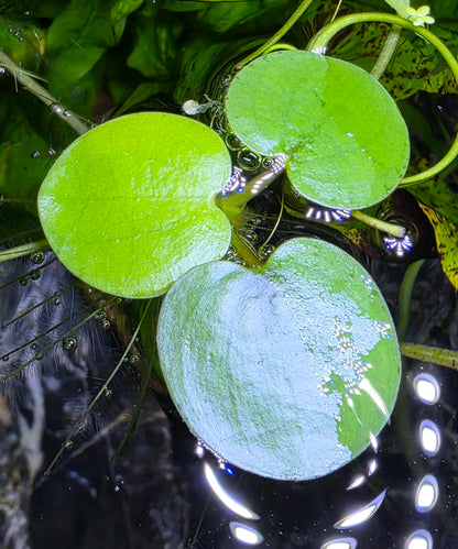 Tofu's Tanks Frogbit - Lush Live Floating Aquarium Plant for a Thriving Aquatic Habitat