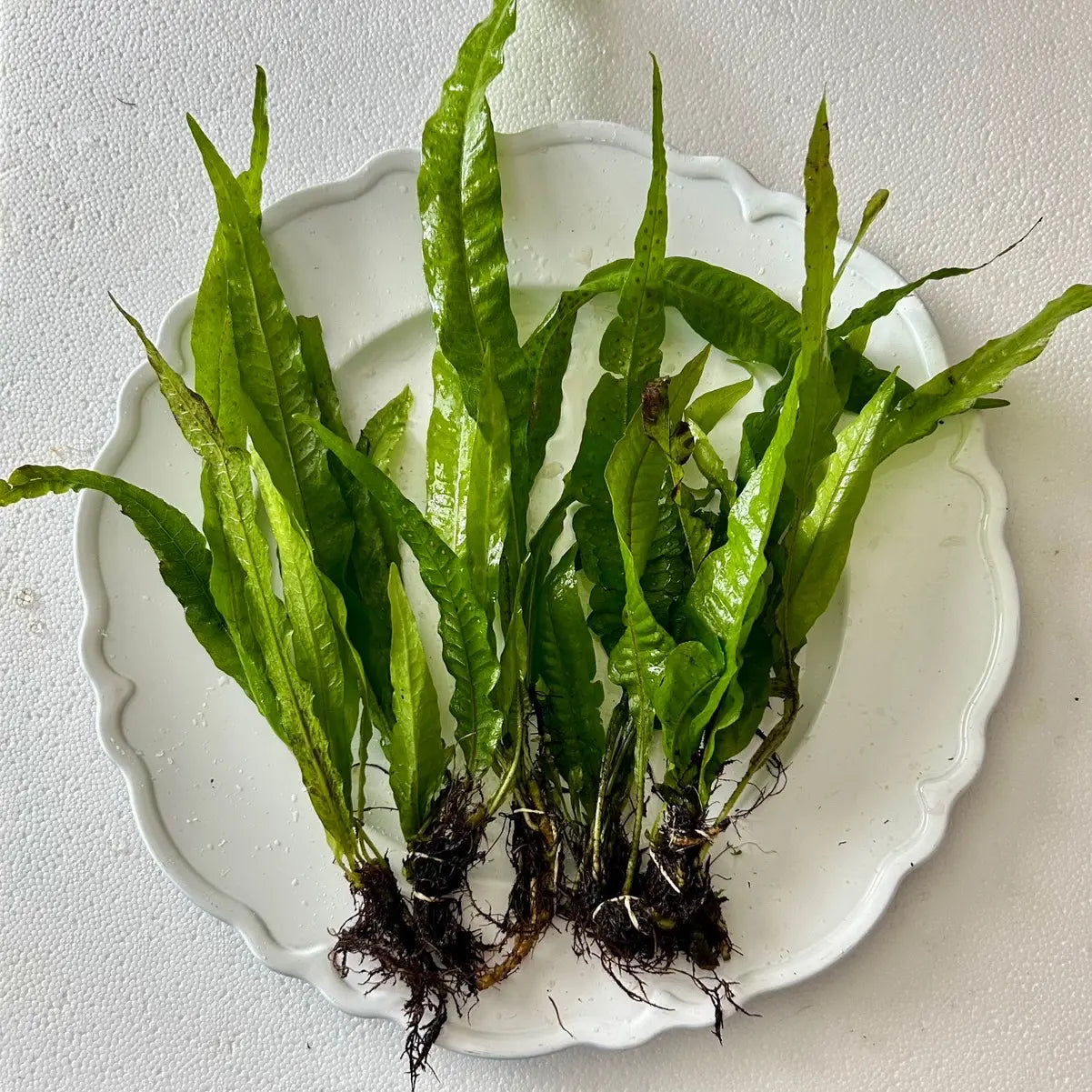 Java Fern - Perfect Low Light Plant for Fish Tanks - Beginner-Friendly & Ideal for Bettas, Goldfish, and Cichlids