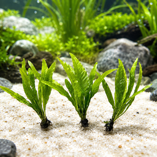 Grow Easy Low-Light Beauty for Happier Aquarium Fish