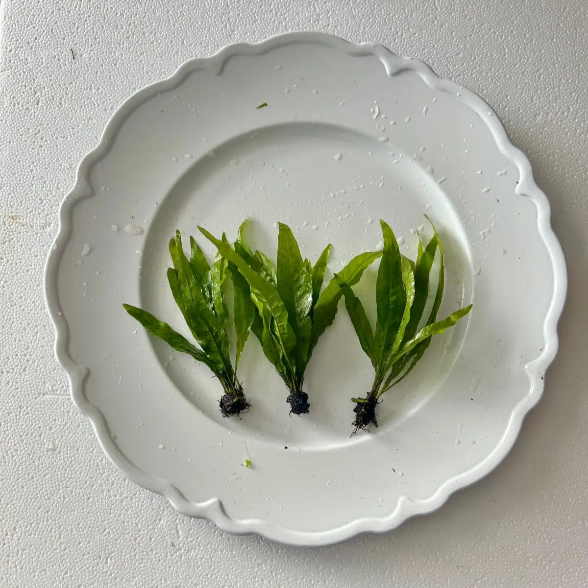 Java Fern - Perfect Low Light Plant for Fish Tanks - Beginner-Friendly & Ideal for Bettas, Goldfish, and Cichlids