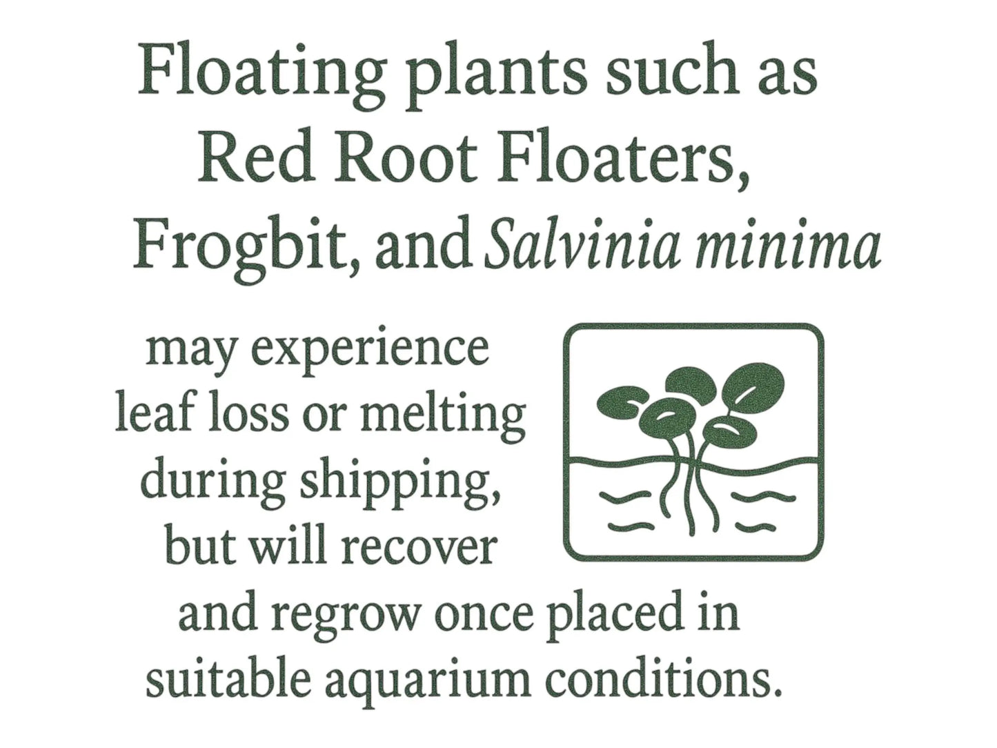 Vibrant Water Lettuce, Salvinia & Duckweed Mix – Live Floating Plants for Aquariums, Ponds & Betta Tanks
