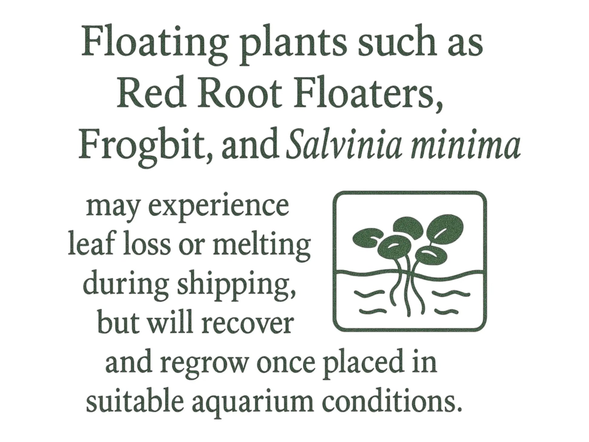 Vibrant Water Lettuce, Salvinia & Duckweed Mix – Live Floating Plants for Aquariums, Ponds & Betta Tanks