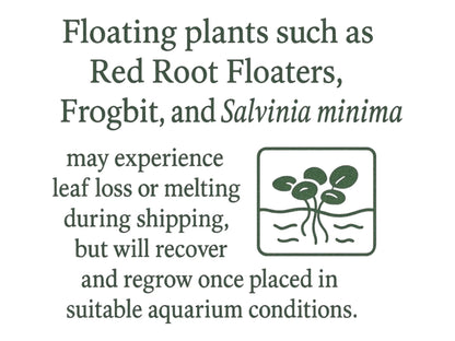 Vibrant Water Lettuce, Salvinia & Duckweed Mix – Live Floating Plants for Aquariums, Ponds & Betta Tanks