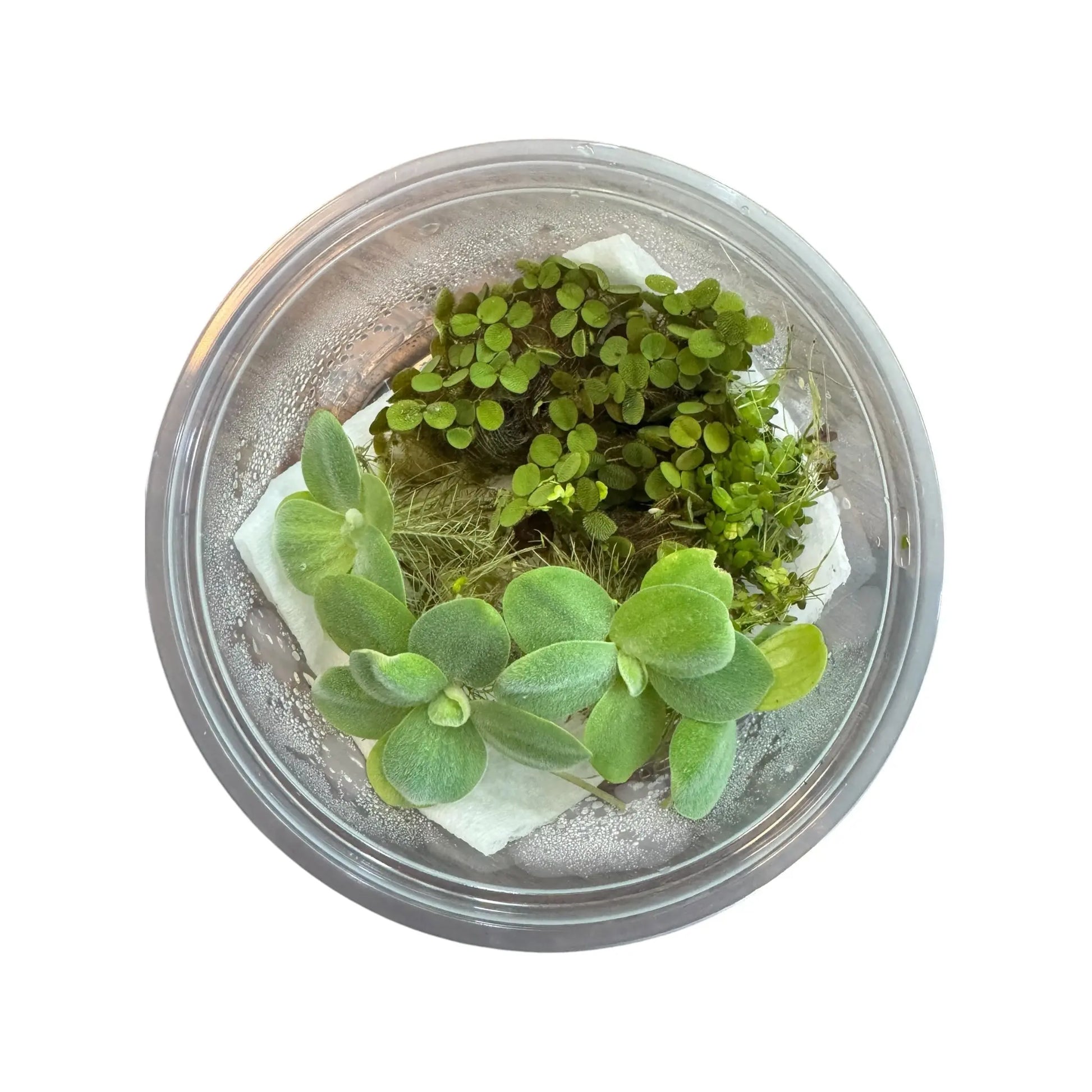Vibrant Water Lettuce, Salvinia & Duckweed Mix – Live Floating Plants for Aquariums, Ponds & Betta Tanks