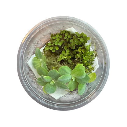 Vibrant Water Lettuce, Salvinia & Duckweed Mix – Live Floating Plants for Aquariums, Ponds & Betta Tanks