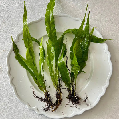 Java Fern - Perfect Low Light Plant for Fish Tanks - Beginner-Friendly & Ideal for Bettas, Goldfish, and Cichlids
