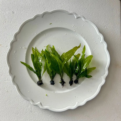 Java Fern - Perfect Low Light Plant for Fish Tanks - Beginner-Friendly & Ideal for Bettas, Goldfish, and Cichlids