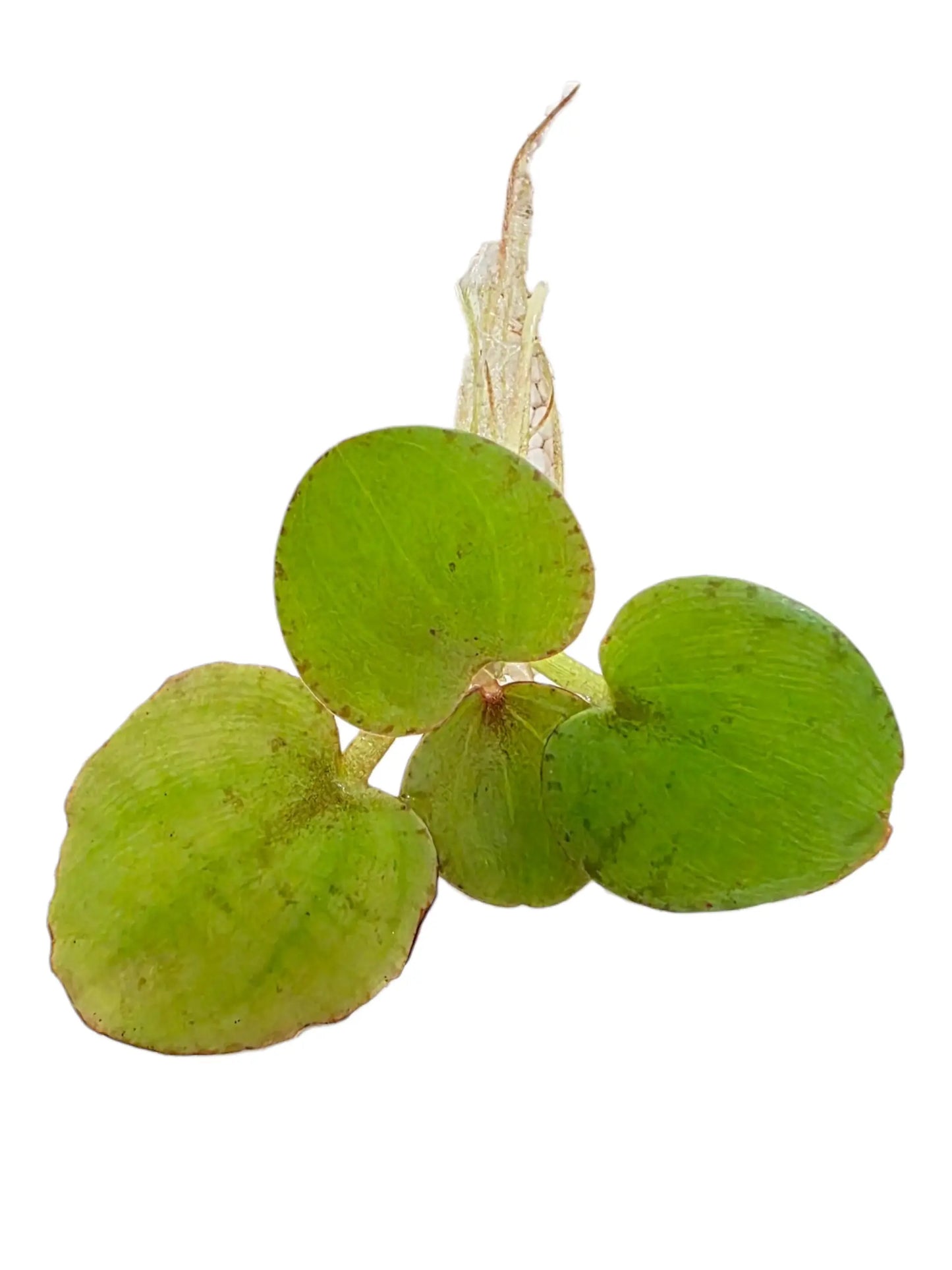 Tofu's Tanks Frogbit - Lush Live Floating Aquarium Plant for a Thriving Aquatic Habitat
