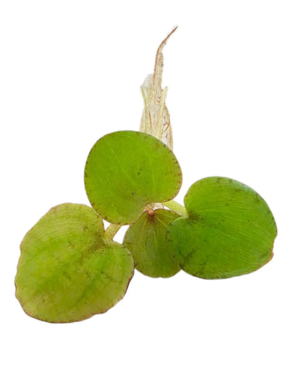 Tofu's Tanks Frogbit - Lush Live Floating Aquarium Plant for a Thriving Aquatic Habitat