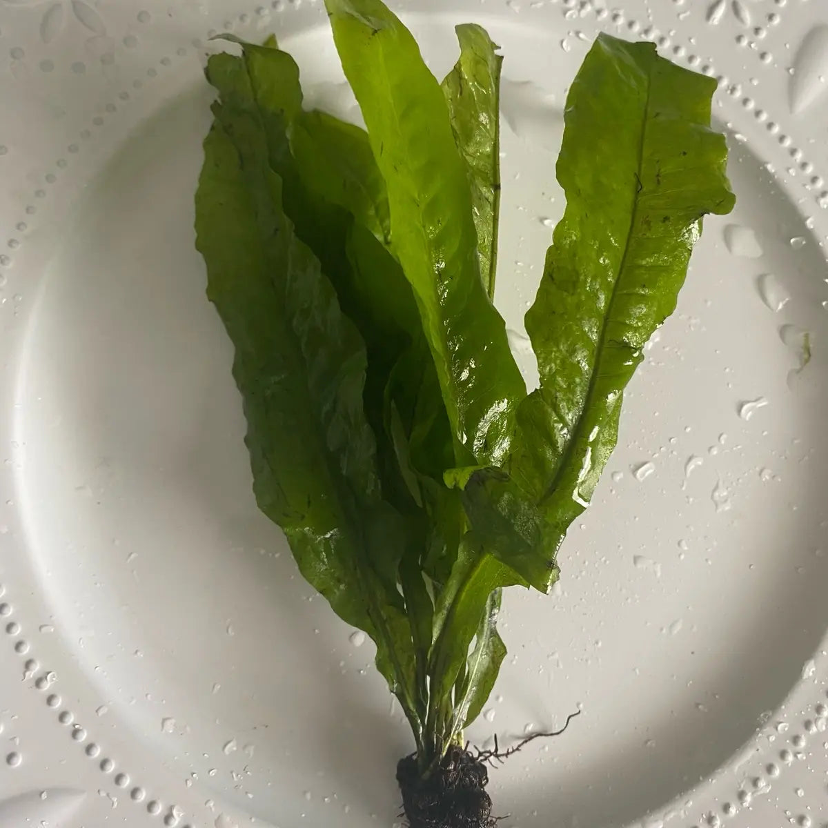 Java Fern - Perfect Low Light Plant for Fish Tanks - Beginner-Friendly & Ideal for Bettas, Goldfish, and Cichlids