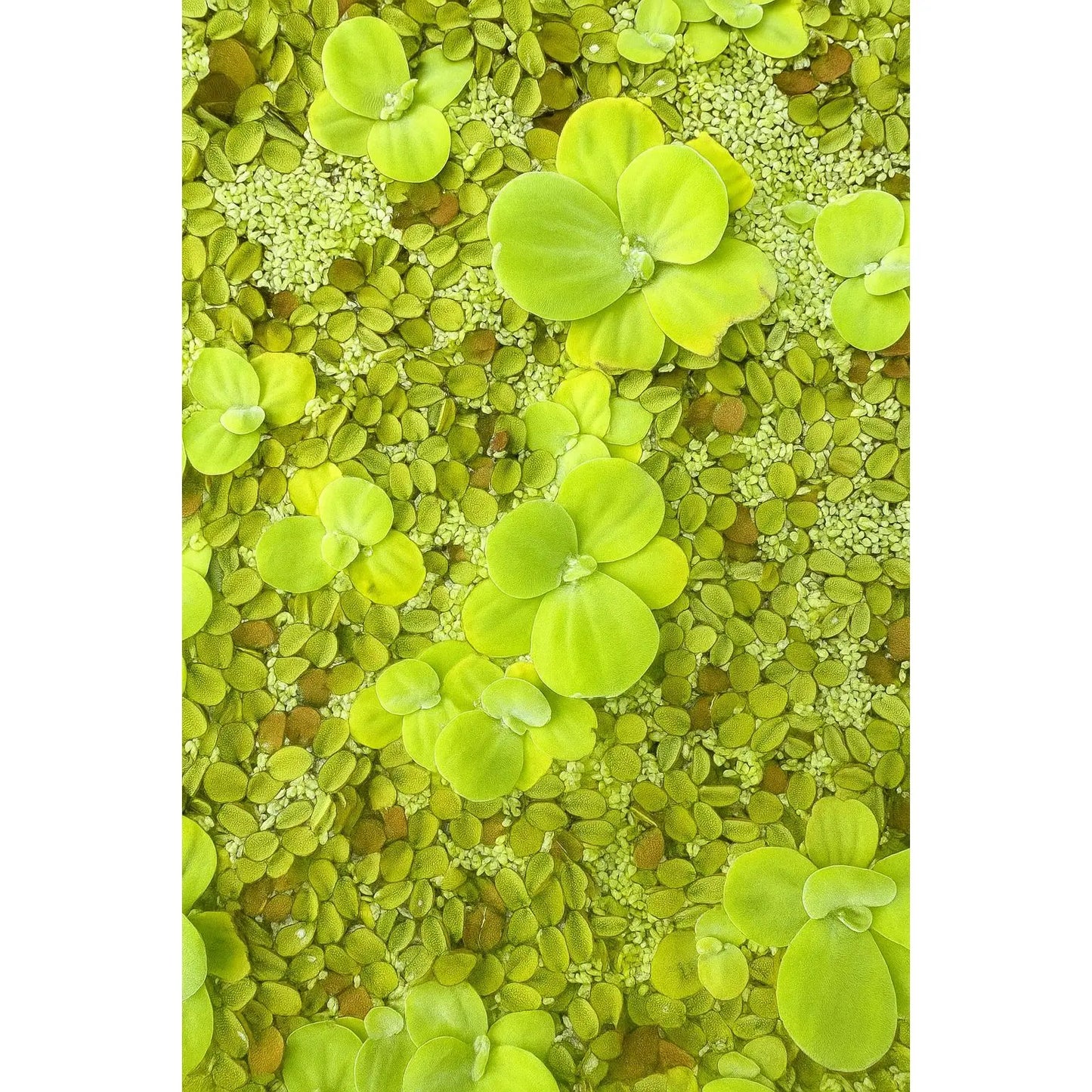 Vibrant Water Lettuce, Salvinia & Duckweed Mix – Live Floating Plants for Aquariums, Ponds & Betta Tanks