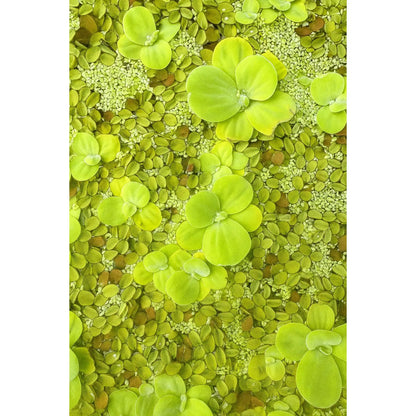 Vibrant Water Lettuce, Salvinia & Duckweed Mix – Live Floating Plants for Aquariums, Ponds & Betta Tanks