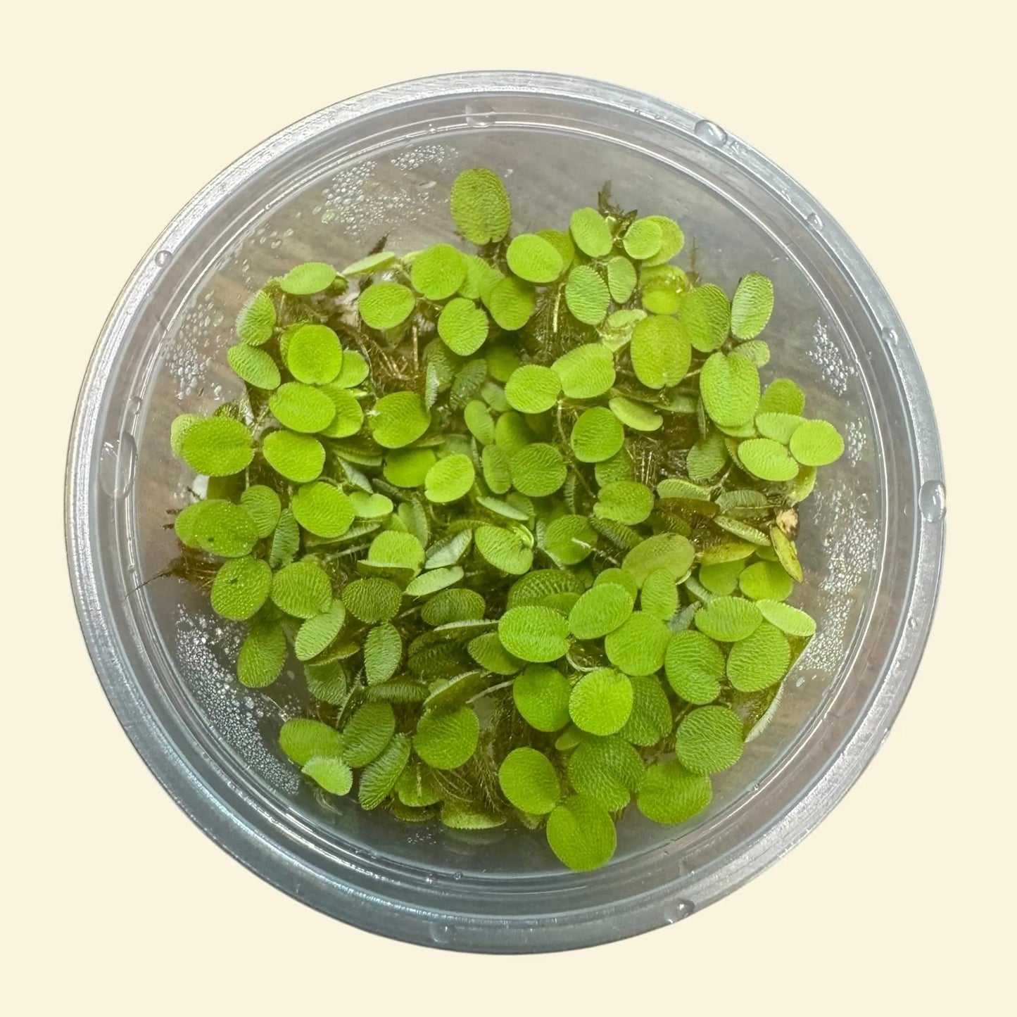 Vibrant Water Lettuce, Salvinia & Duckweed Mix – Live Floating Plants for Aquariums, Ponds & Betta Tanks