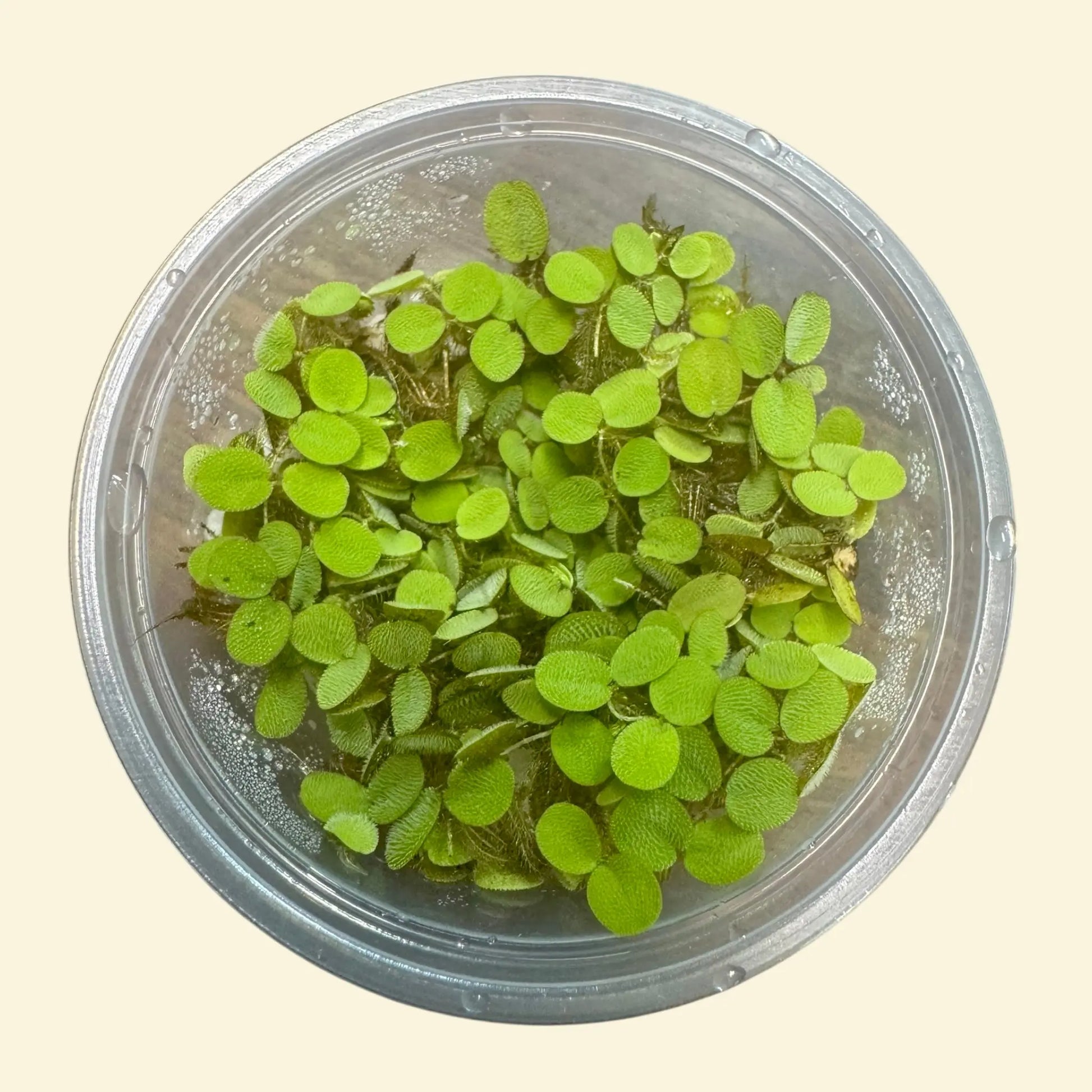 Vibrant Water Lettuce, Salvinia & Duckweed Mix – Live Floating Plants for Aquariums, Ponds & Betta Tanks