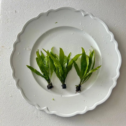 Java Fern - Perfect Low Light Plant for Fish Tanks - Beginner-Friendly & Ideal for Bettas, Goldfish, and Cichlids