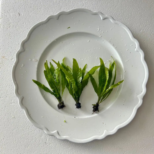Java Fern - Perfect Low Light Plant for Fish Tanks - Beginner-Friendly & Ideal for Bettas, Goldfish, and Cichlids