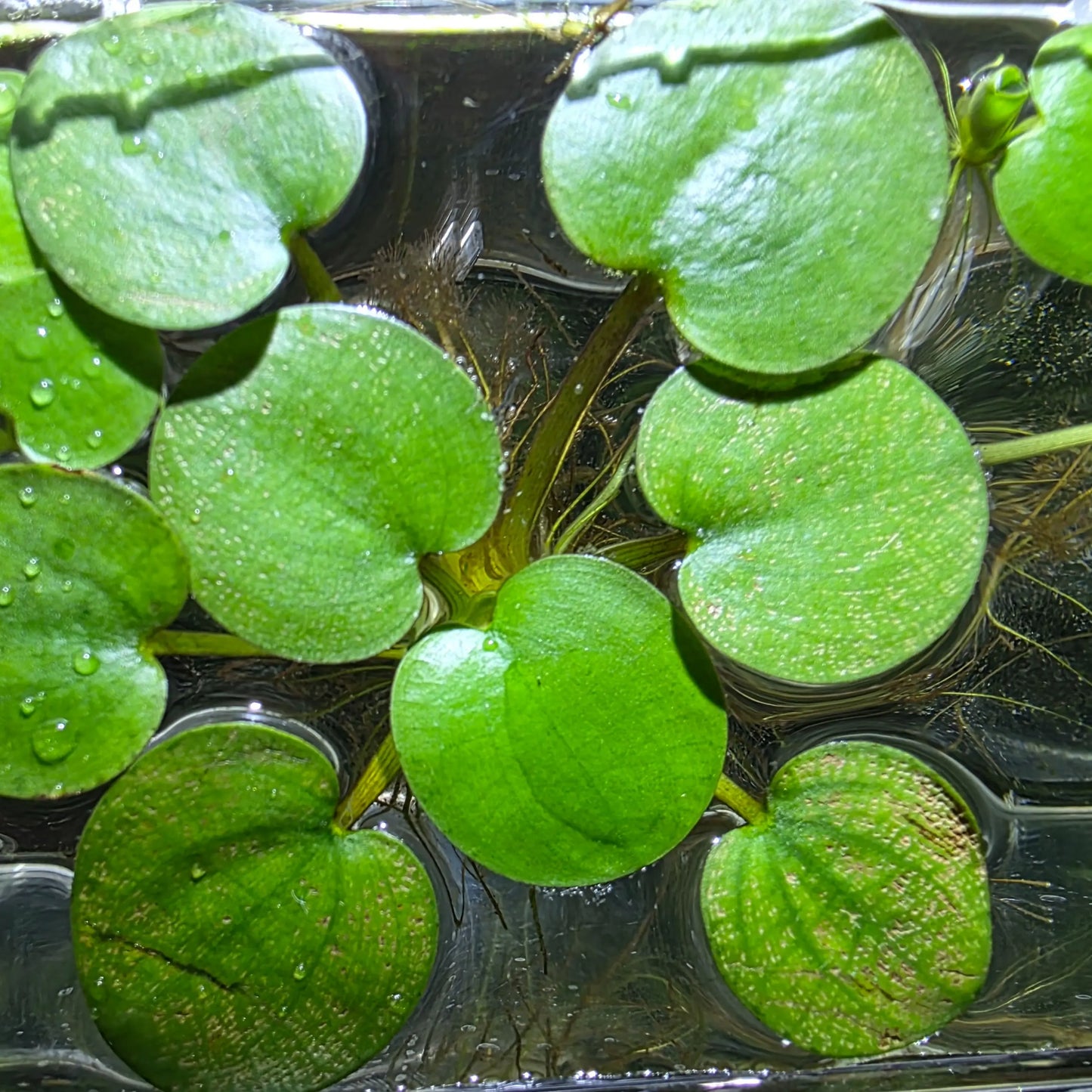 Tofu's Tanks Frogbit - Lush Live Floating Aquarium Plant for a Thriving Aquatic Habitat