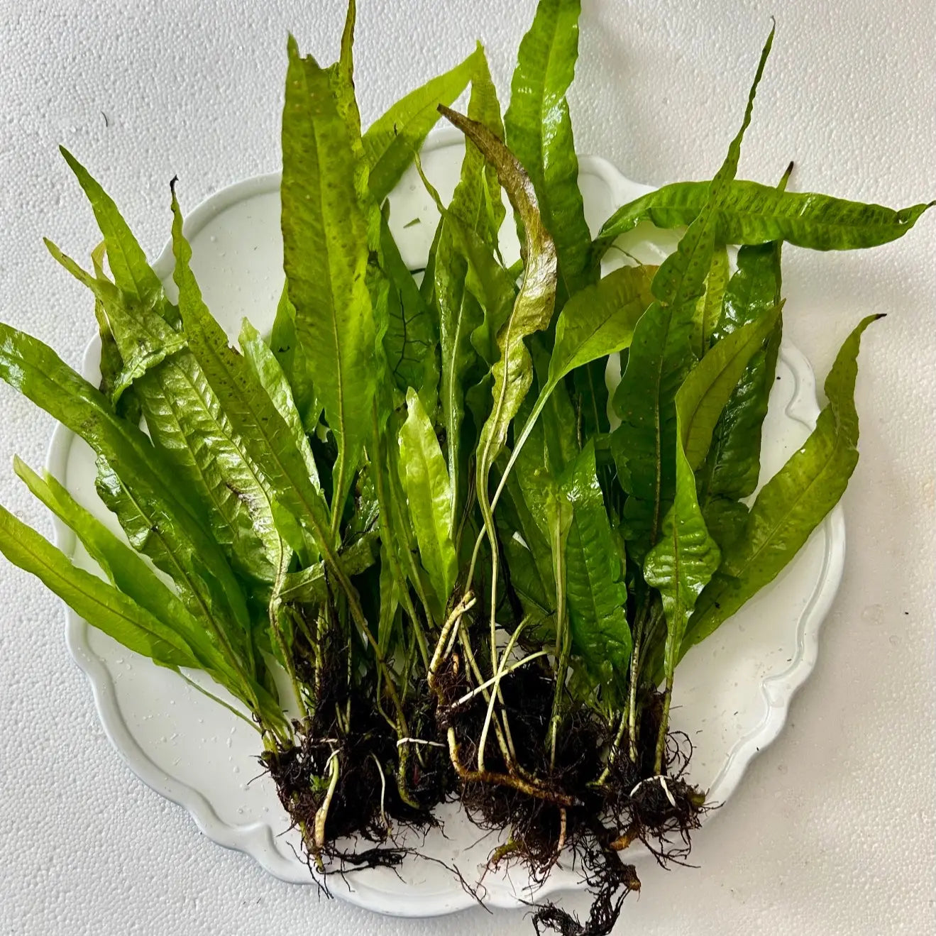 Java Fern - Perfect Low Light Plant for Fish Tanks - Beginner-Friendly & Ideal for Bettas, Goldfish, and Cichlids