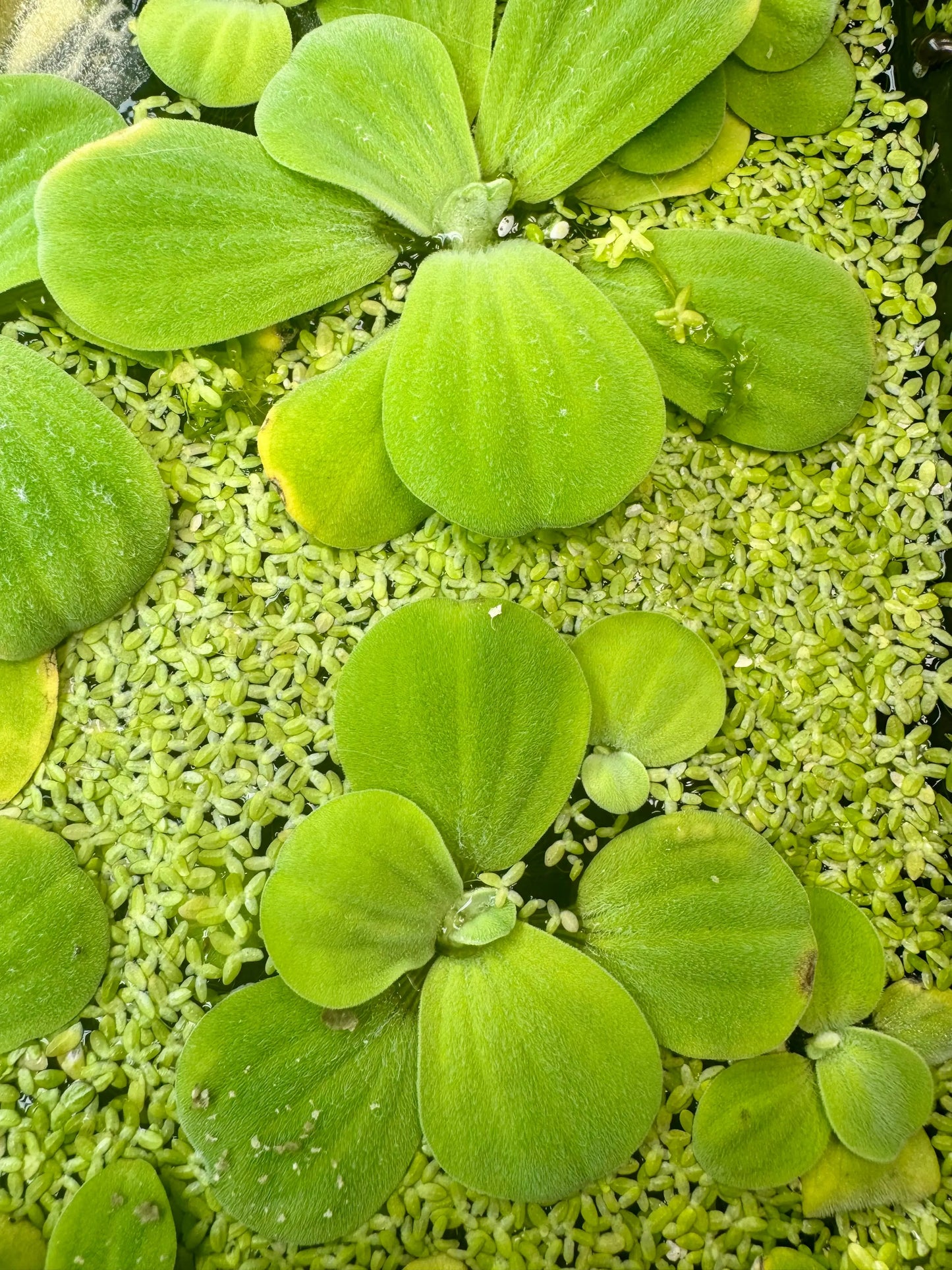 Vibrant Water Lettuce, Salvinia & Duckweed Mix – Live Floating Plants for Aquariums, Ponds & Betta Tanks