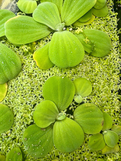 Vibrant Water Lettuce, Salvinia & Duckweed Mix – Live Floating Plants for Aquariums, Ponds & Betta Tanks
